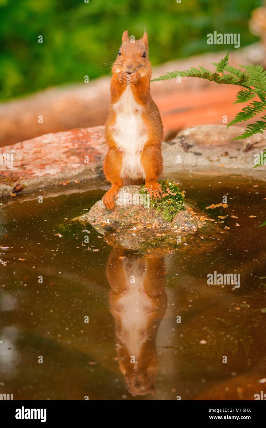 scoiattolo rosso femminile riflesso in piedi con piscina d'acqua Foto Stock