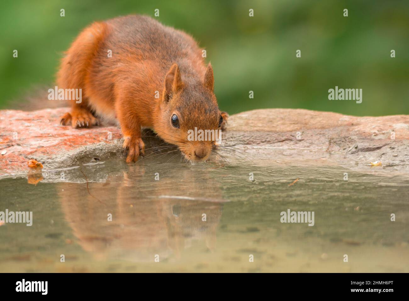 scoiattolo rosso femminile in piedi con piscina d'acqua Foto Stock