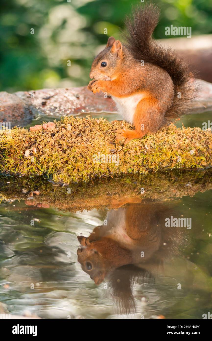 scoiattolo rosso femmina in piedi con piscina d'acqua e dado Foto Stock