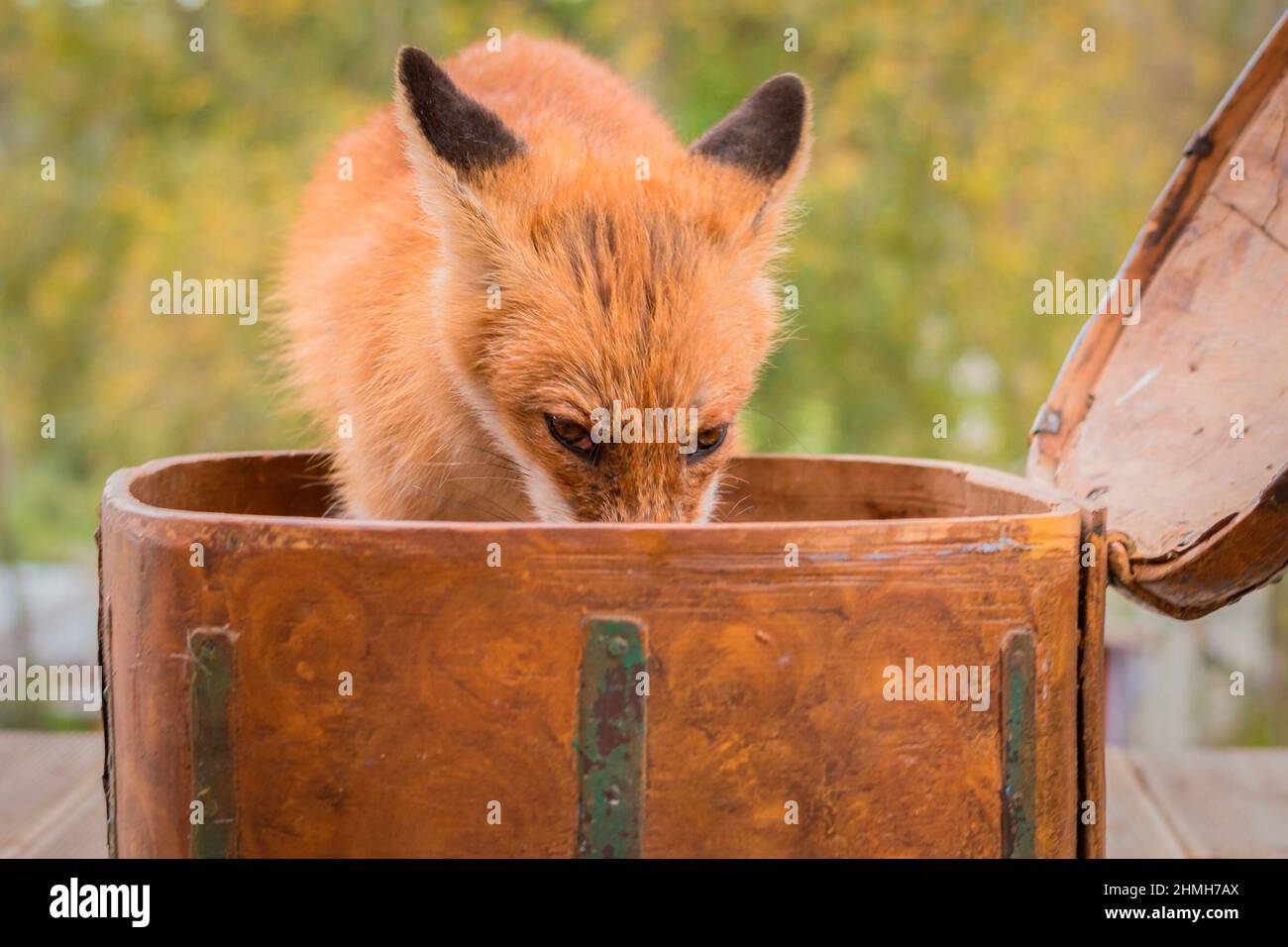 volpe rossa che guarda alla fotocamera dall'interno di una scatola Foto Stock