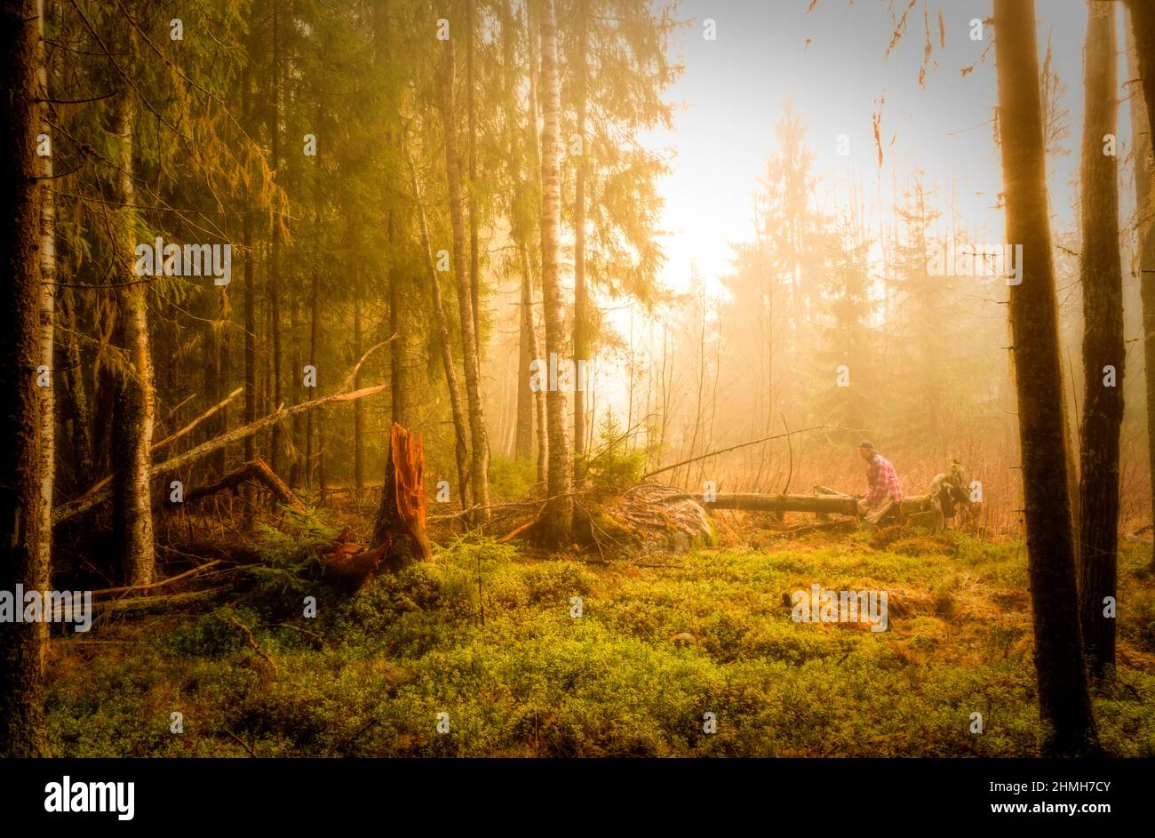 trunk albero in foresta con persona seduta su un albero e nebbia dietro Foto Stock