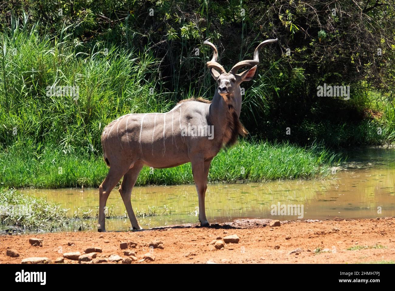 toro imperioso maggiore kudu (Tragelaphus strepsiceros) Foto Stock