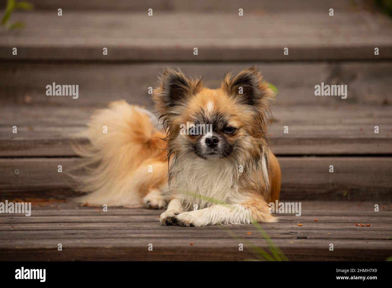 Chihuahua, capelli lunghi, giovane maschio, sdraiato su scale esterne, zampe bagnate e museruola, cane, ritratto Foto Stock