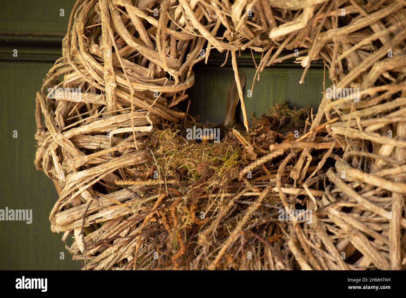 Robin (Erithacus rubecula) uova da cova, porta d'ingresso, corona di salice, Finlandia Foto Stock