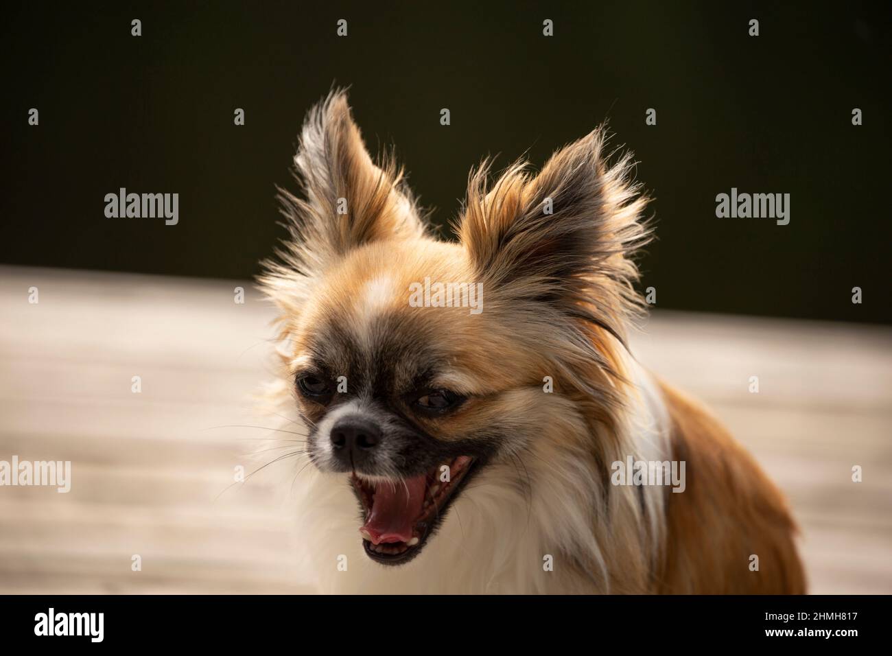 Chihuahua, capelli lunghi, da bionda colorata con segni bianchi, giovane, cane maschio, ritratto Foto Stock