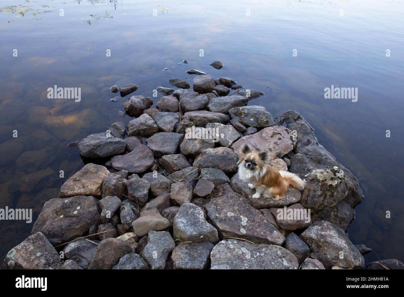 Chihuahua dai capelli lunghi seduto sulla pietra vicino al lago e guardando la macchina fotografica, luglio, Finlandia Foto Stock