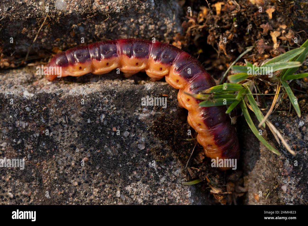 Capra Moth, Cossus cossus, larva caterpillar Foto Stock