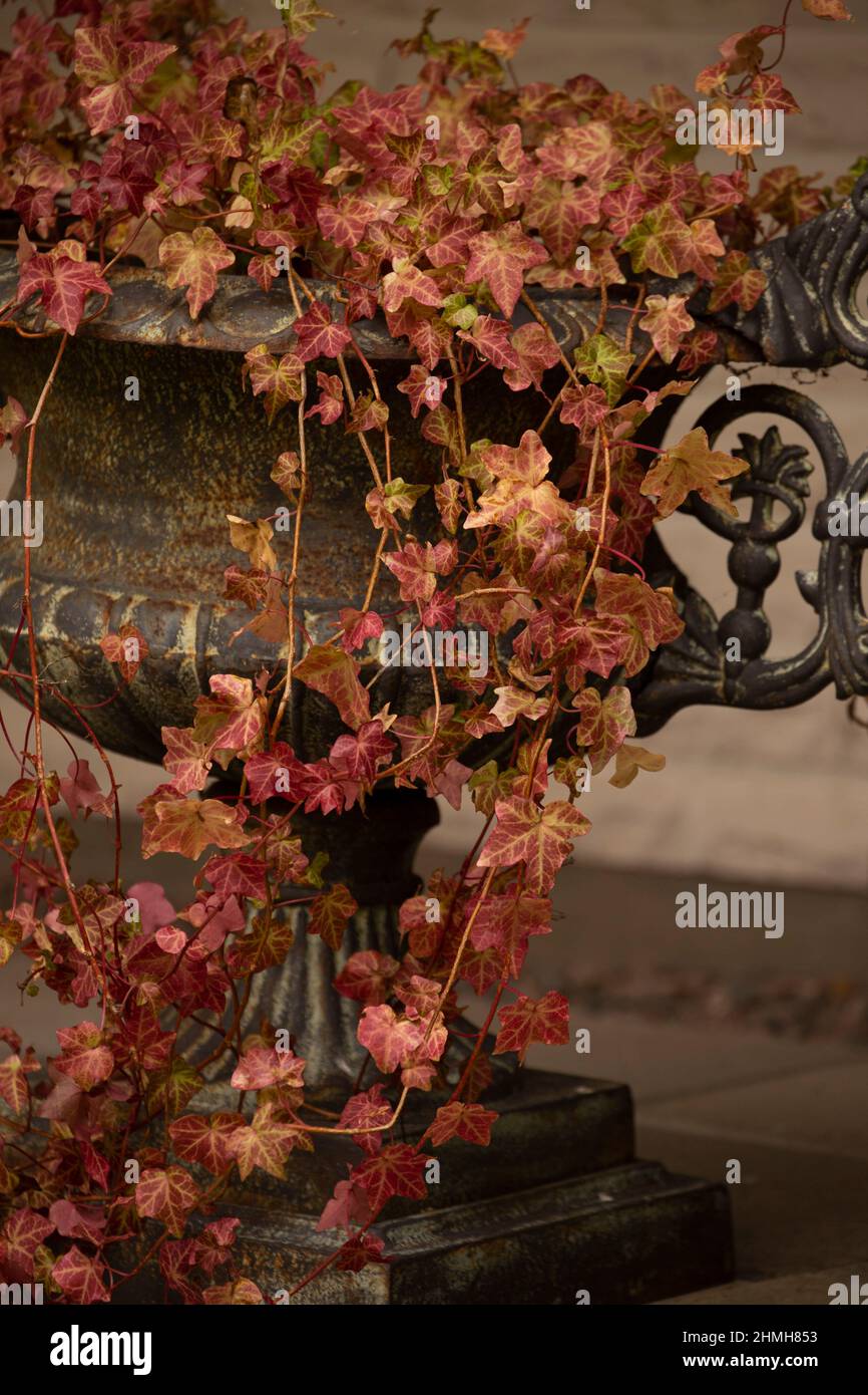 Primo piano della pianta di Ivy, foglie colorate in autunno, enorme vaso di fiori in ghisa, stile antico Foto Stock