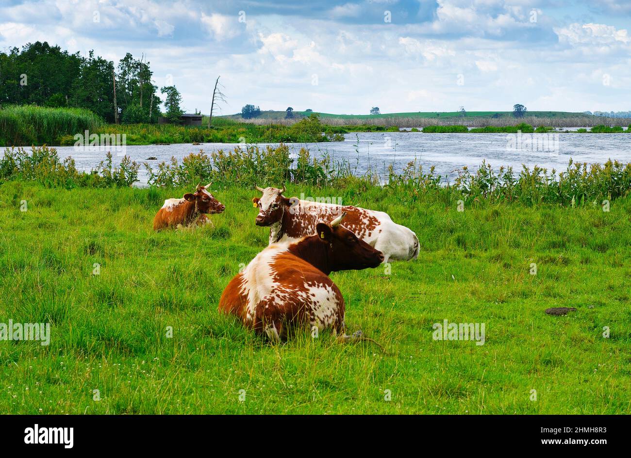 Europa, Svezia, Svezia centrale, provincia di Västergötland, riserva naturale di Hornborgasjön vicino a Falköping, pascolo di bestiame sulla riva del lago Foto Stock