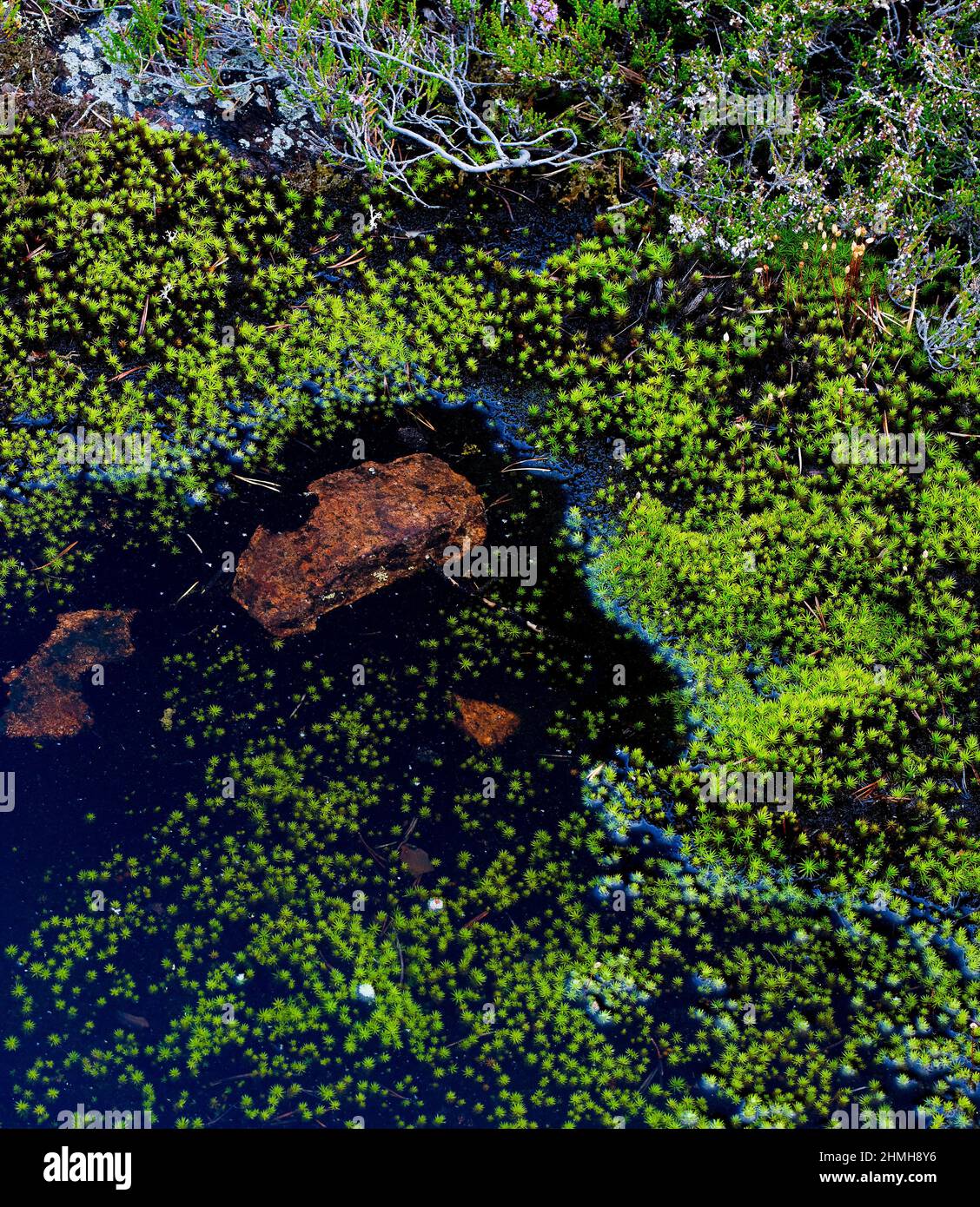 Europa, Svezia, Svezia settentrionale, provincia di Angermanland, patrimonio naturale mondiale dell'UNESCO "Höga Kusten", muschio, licheni, piscine d'acqua, pietre Foto Stock