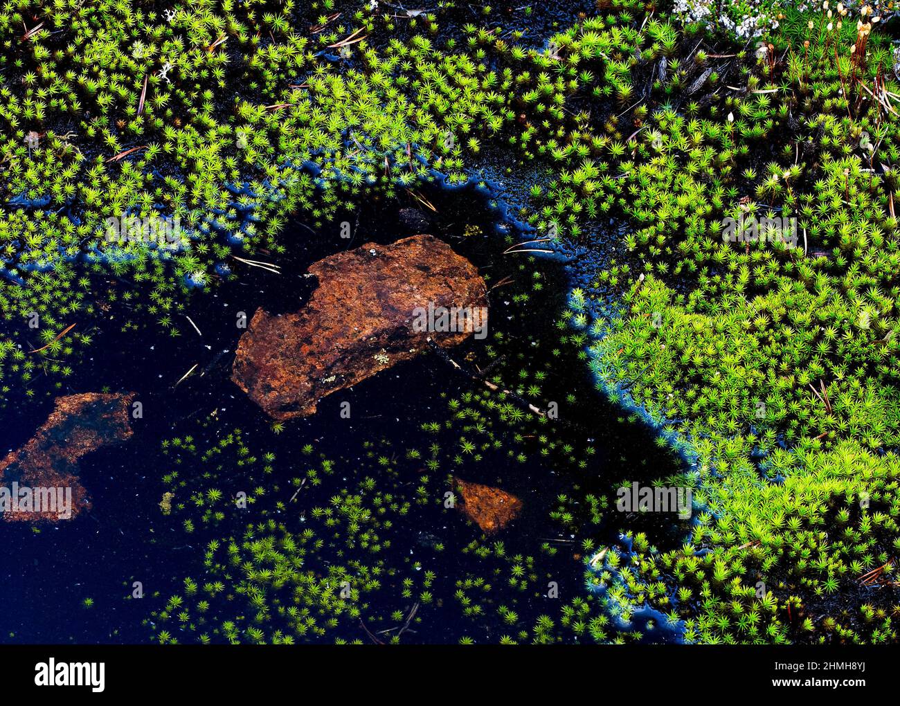 Europa, Svezia, Svezia settentrionale, provincia di Angermanland, patrimonio naturale mondiale dell'UNESCO "Höga Kusten", muschio, licheni, piscine d'acqua, pietre Foto Stock