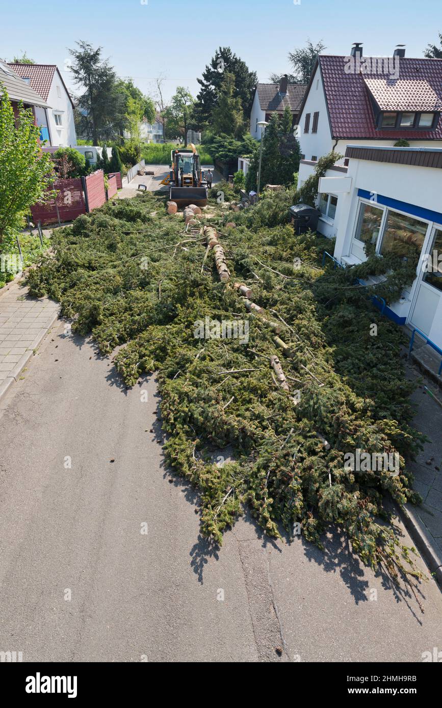 Serie di immagini per un taglio ad albero. Foto Stock