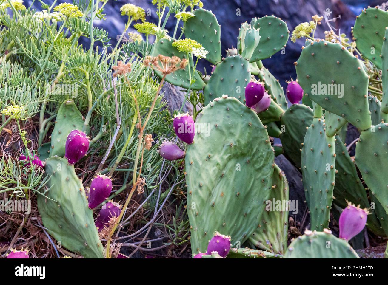 Pera di prickly, (Opuntia humifusa), Manarola, cinque Terre, Liguria, Italia, Europa Foto Stock