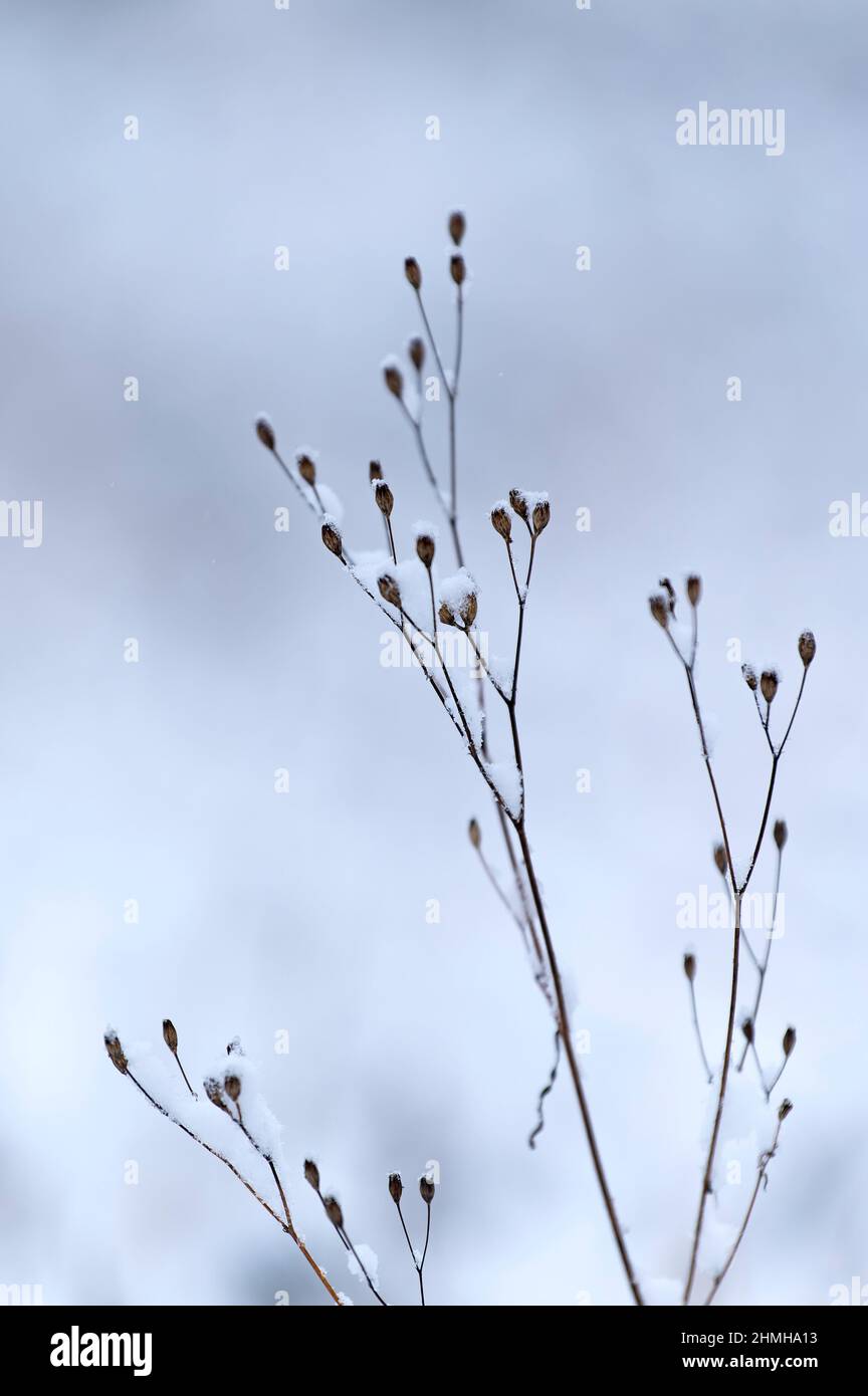 Panicles di fiori secchi di cavolo da pioggia con cappuccio di neve, Germania, Assia Foto Stock