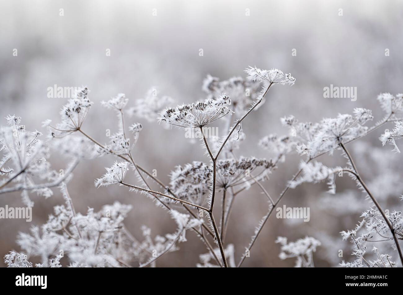 Il gelo di hoar copre le tumbel di fiori secchi del finocchio, Germania, Baden-Wuerttemberg Foto Stock