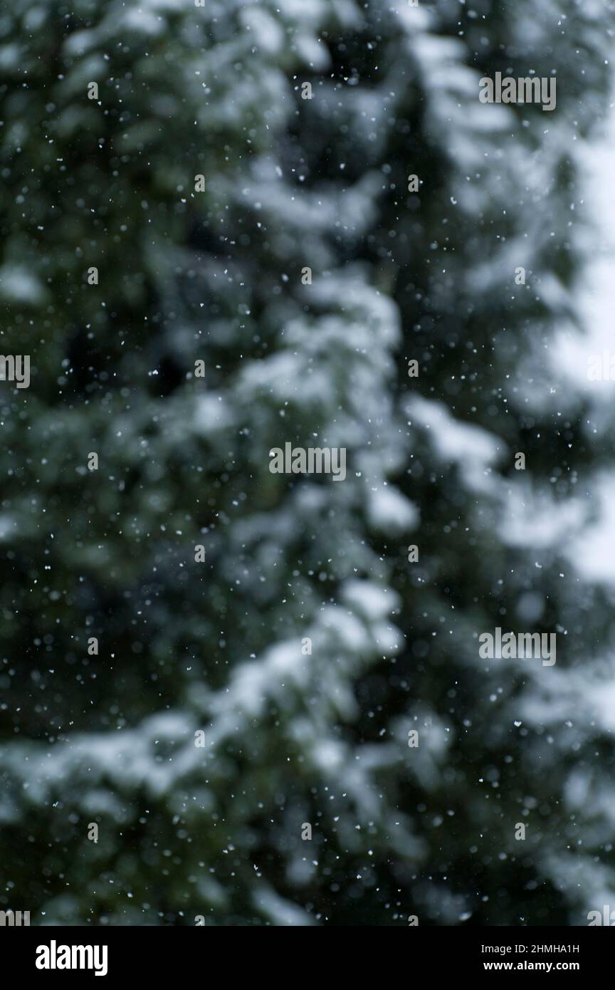 Foresta invernale, fiocchi di neve di fronte a alberi di abete rosso innevati, sfondo sfocato, Germania, Assia Foto Stock