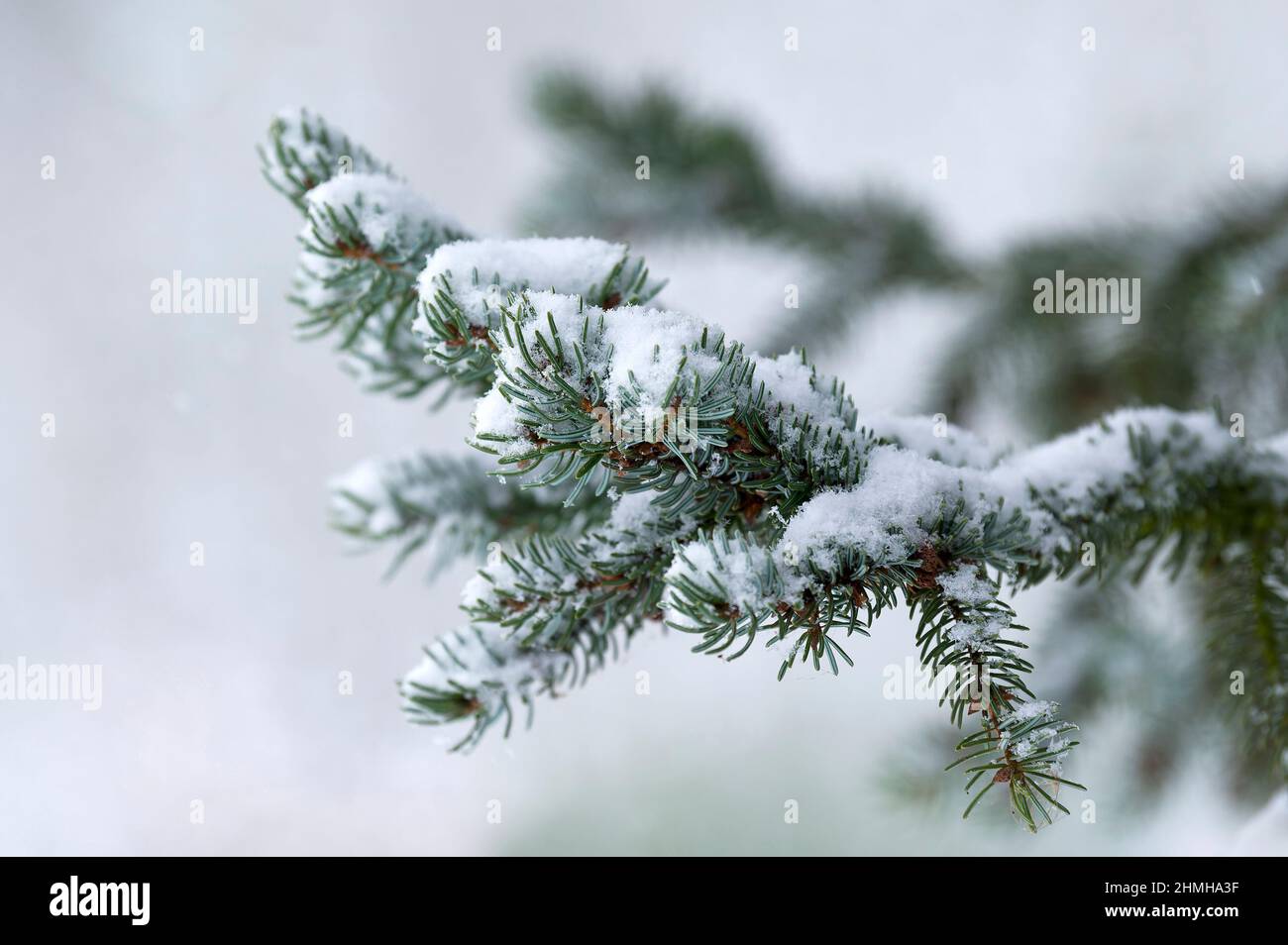 Foresta invernale, rami di abete rosso innevato (abete serbo), Germania, Assia Foto Stock