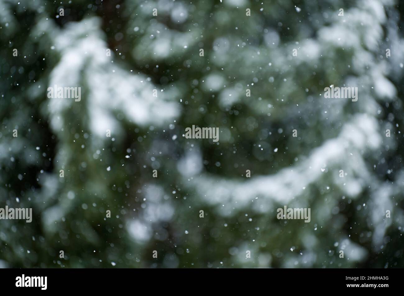 Foresta invernale, fiocchi di neve di fronte a alberi di abete rosso innevati, sfondo sfocato, Germania, Assia Foto Stock