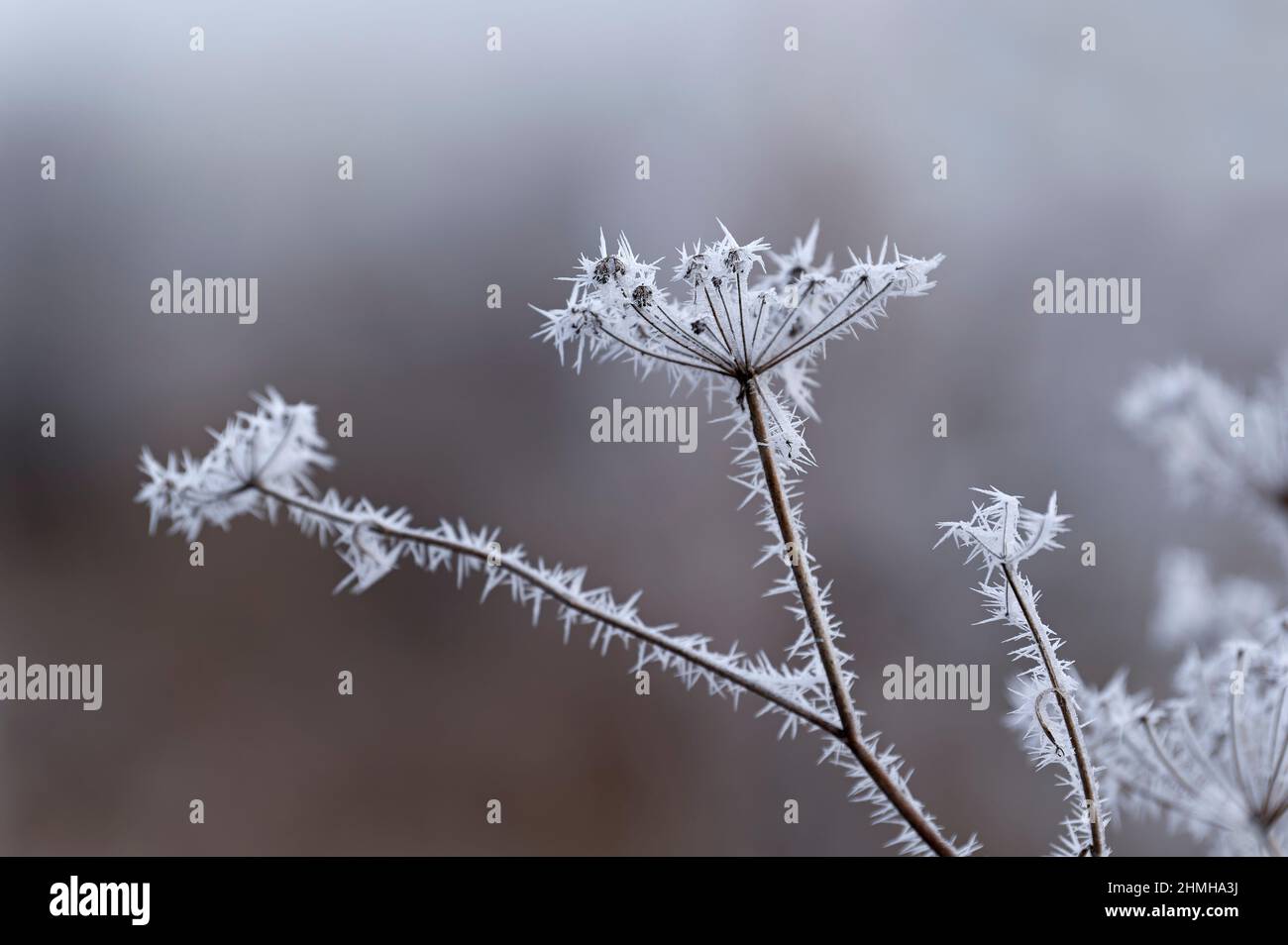 Il gelo di hoar copre le tumbel di fiori secchi del finocchio, Germania, Baden-Wuerttemberg Foto Stock