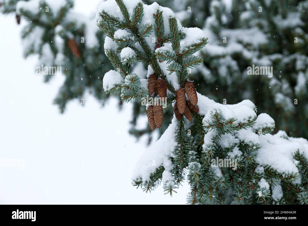 Foresta invernale, alberi innevati di abete con coni (abete serbo), nevicate, Germania, Assia Foto Stock