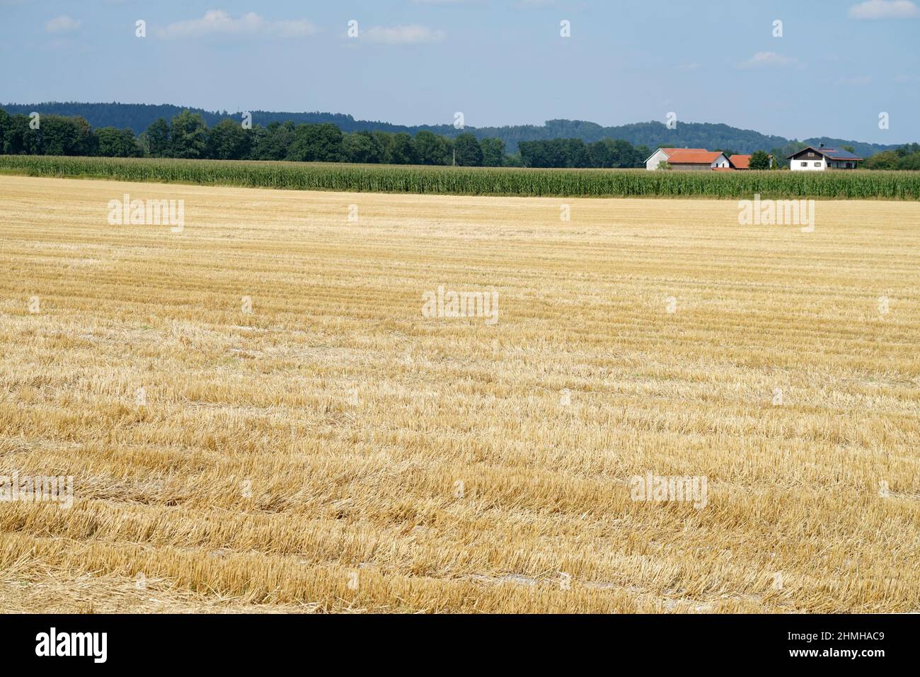 Germania, Baviera, alta Baviera, distretto di Altötting, agricoltura, campo di grano raccolto, campo di stoppia, fattoria Foto Stock