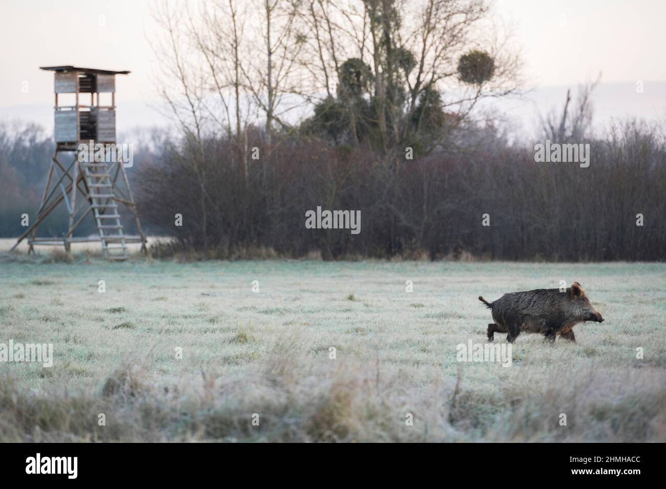 Il cinghiale passa davanti ad un sedile alto, Sus scrofa, inverno, hoarfrost, Assia, Germania, Europa Foto Stock