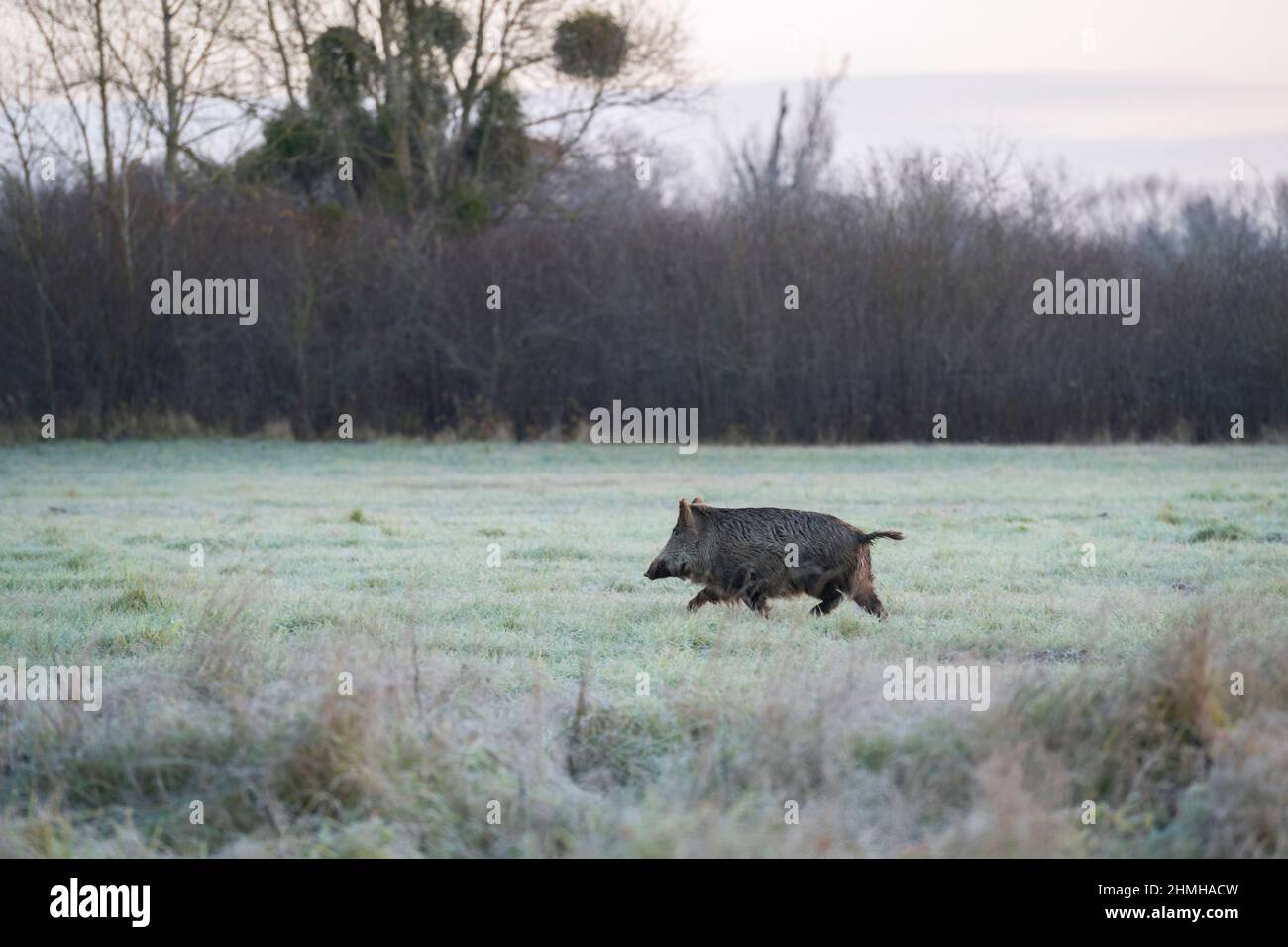Il cinghiale corre attraverso un prato coperto di hoarfrost, Sus scrofa, inverno, Assia, Germania, Europa Foto Stock