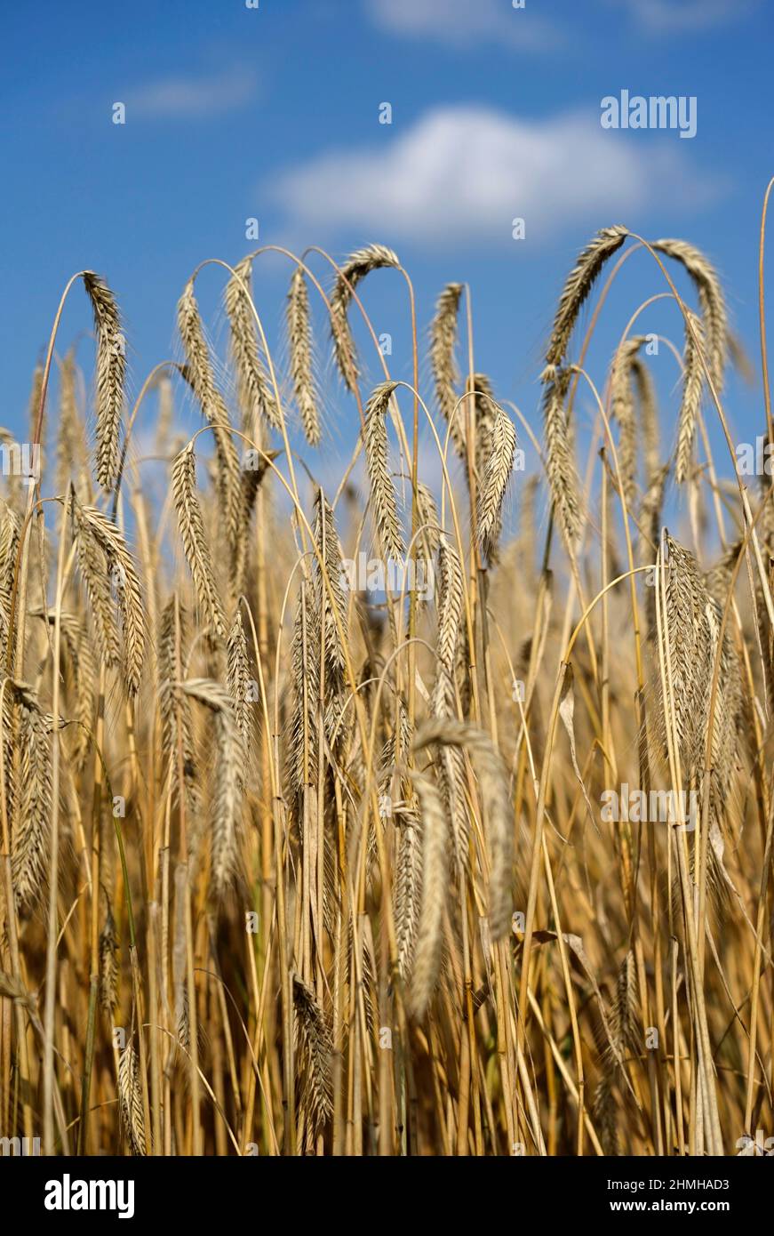 Germania, Baviera, alta Baviera, distretto di Altötting, agricoltura, segale, campo di segale, orecchie di segale Foto Stock