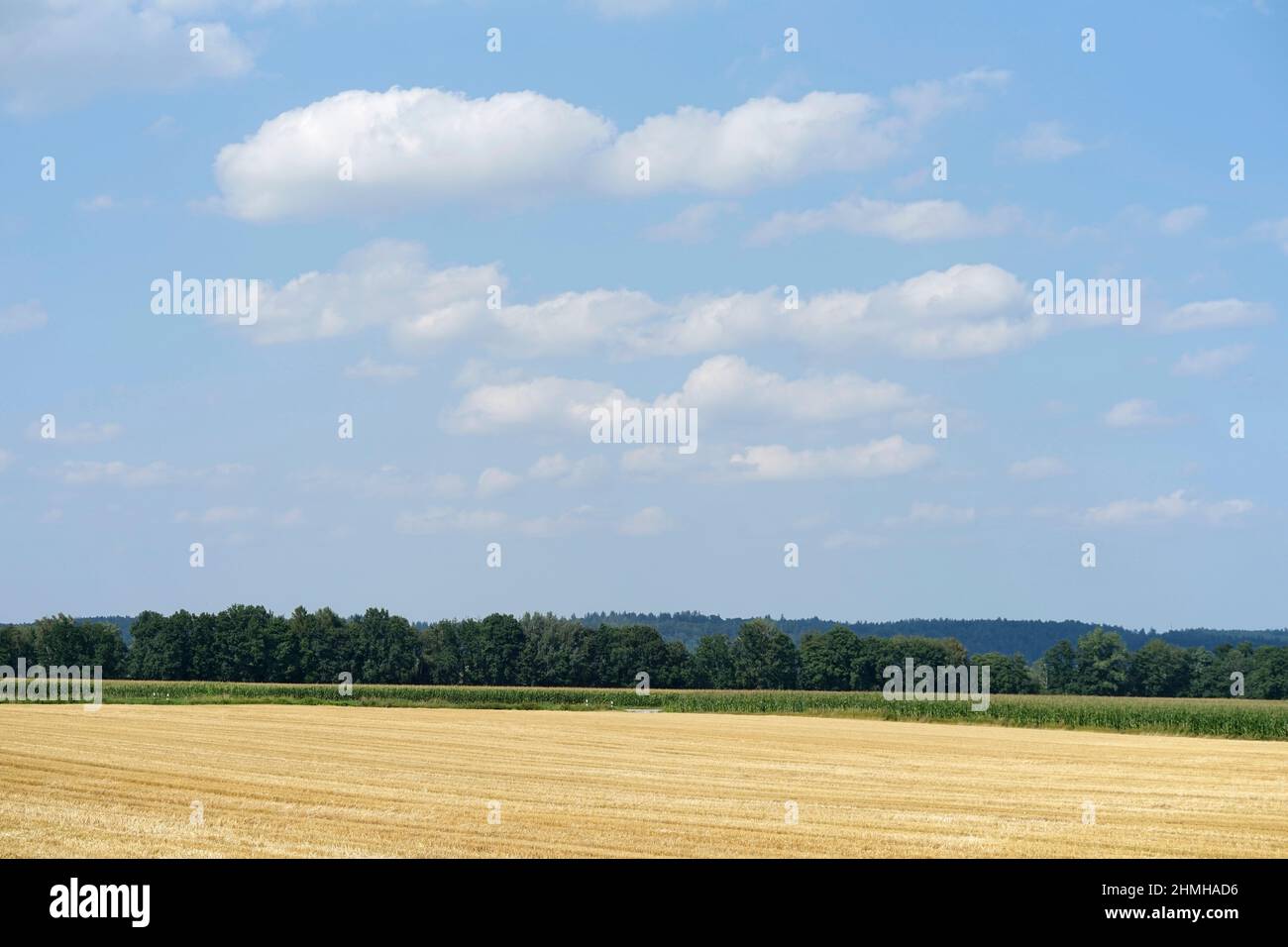 Germania, Baviera, alta Baviera, distretto di Altötting, agricoltura, campo granella mietuta, campo stoppia Foto Stock