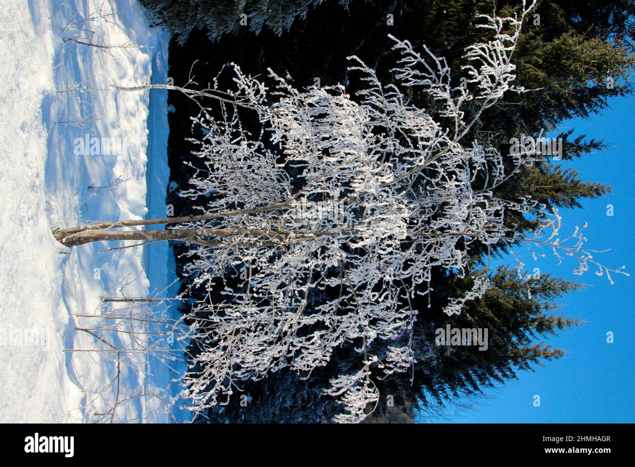 Escursione invernale tra Krün e Wallgau, cristalli di neve incantano il paesaggio invernale sognante, Germania meridionale, alta Baviera, neve, inverno, Nevoso, albero ghiacciato sopra, Germania, Baviera, Werdenfels, Krün Foto Stock