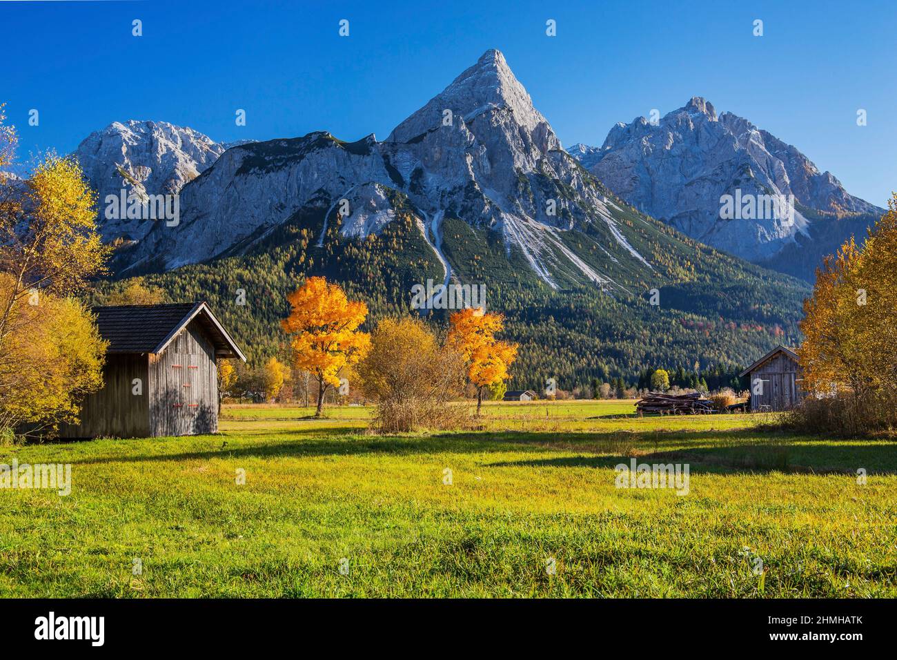 Paesaggio autunnale nel Lermooser Moos con alberi di acero contro il Sonnenspitze 2417m nella catena Mieminger, Ehrwald, Loisachtal, Tirolo, Austria Foto Stock