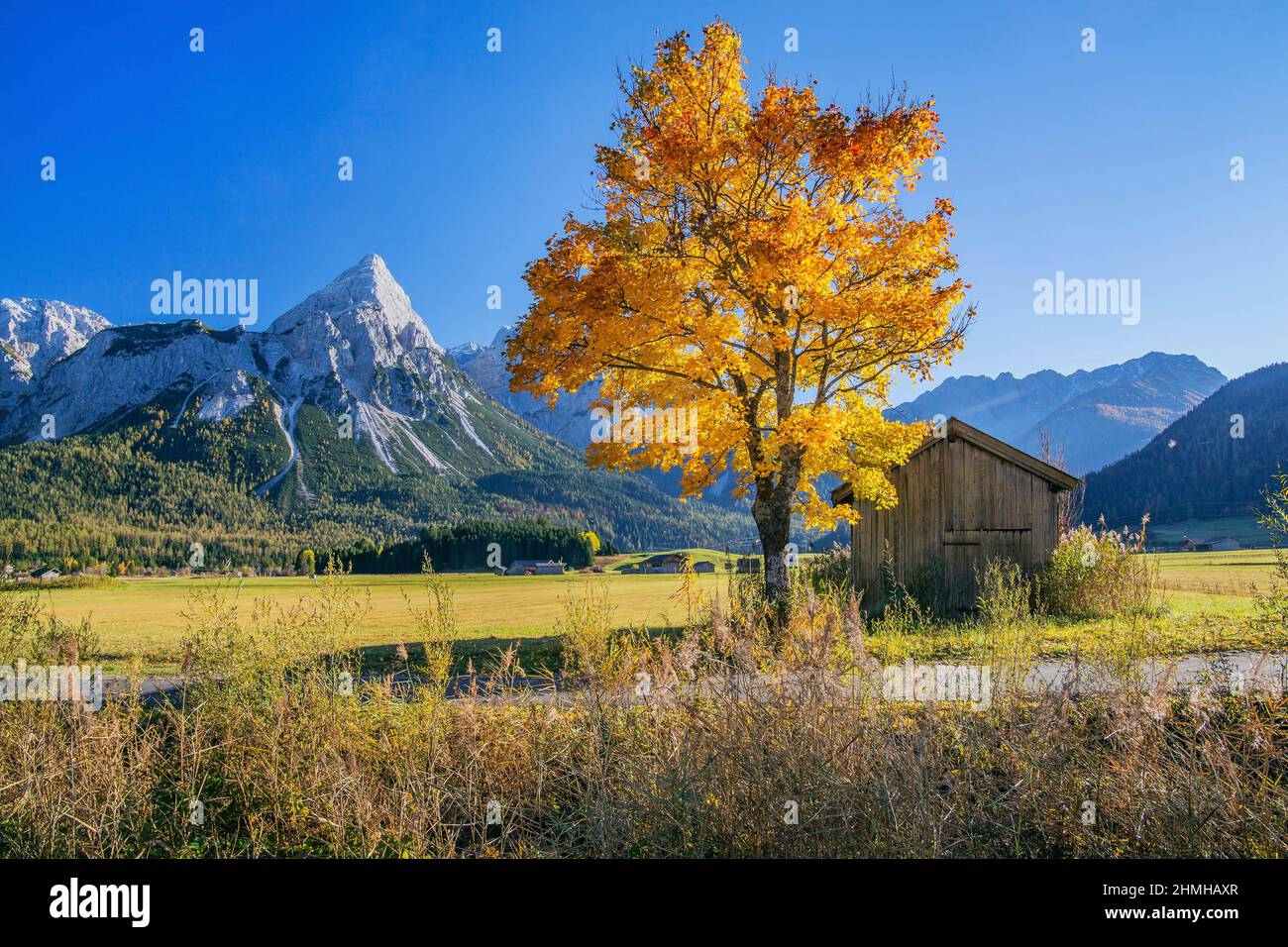 Paesaggio autunnale nel Lermooser Moos con alberi di acero contro il Sonnenspitze 2417m nella catena Mieminger, Ehrwald, Loisachtal, Tirolo, Austria Foto Stock