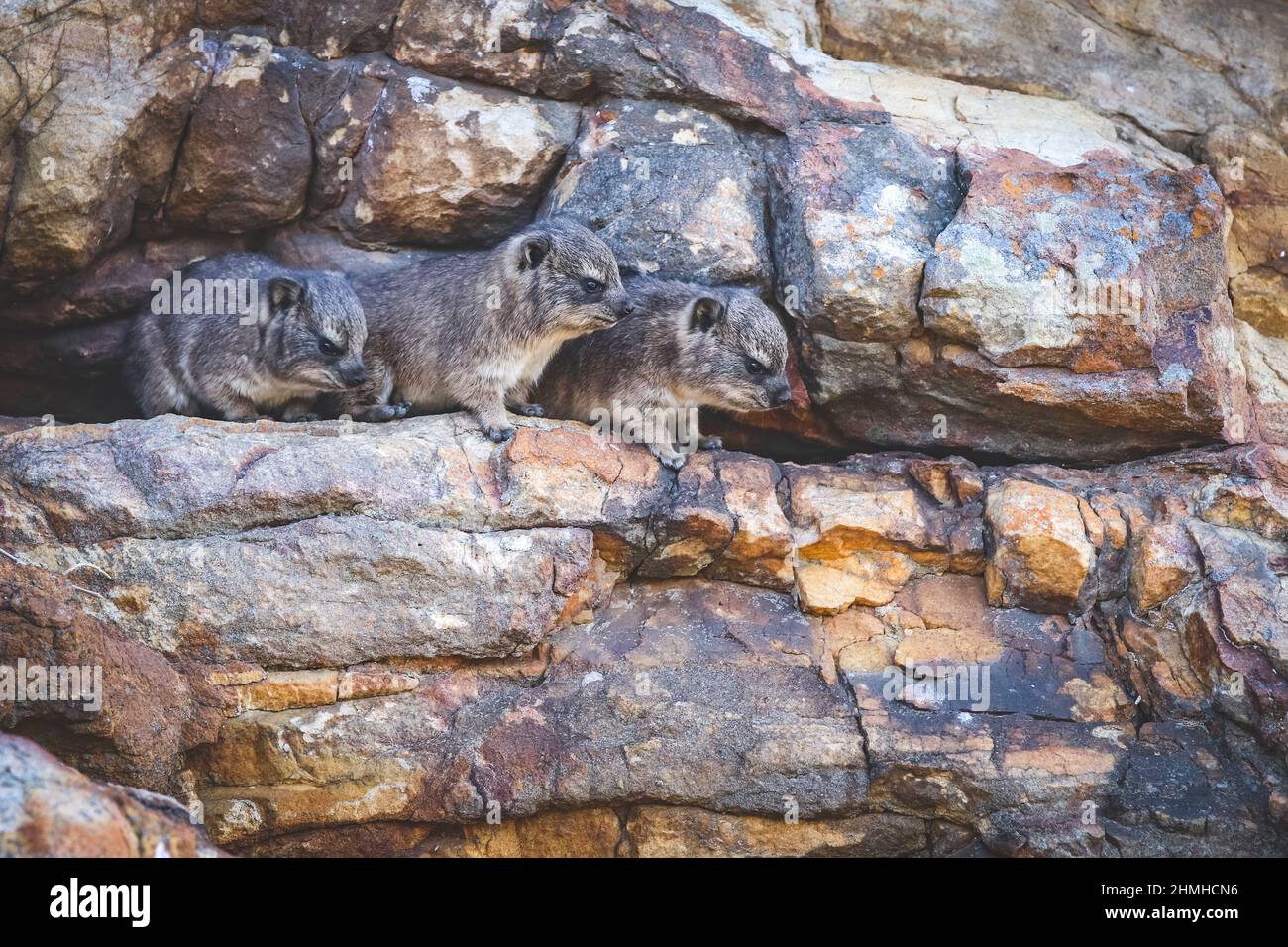 Irax roccioso, irax deserto, tasso di roccia, Procavia capensis, animali giovani, Capo di buona speranza, Sudafrica, Africa Foto Stock