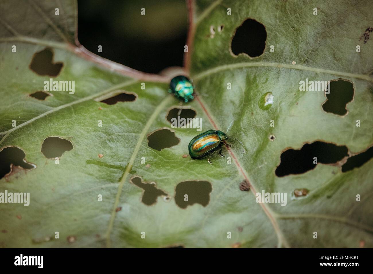 Magnifico bug foglia, coleottero foglia di ortica morta, Chrysolina fastuosa, estate, Mellau, Vorarlberg, Austria, Europa Foto Stock