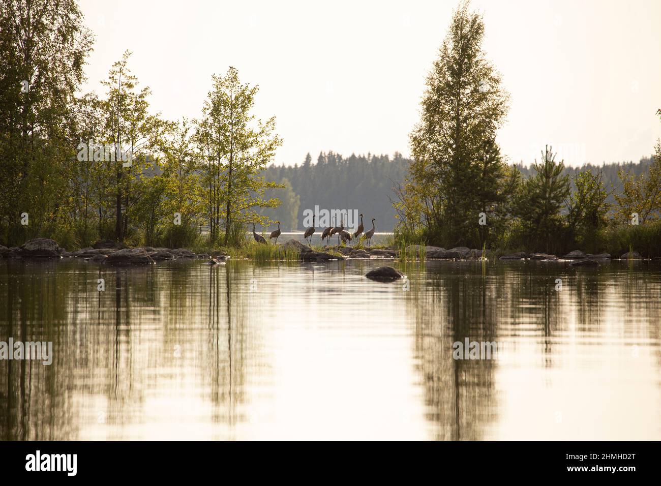 Natura serena con gli uccelli della gru, riflessione degli alberi sulla superficie del lago, serata di agosto, Finlandia Foto Stock