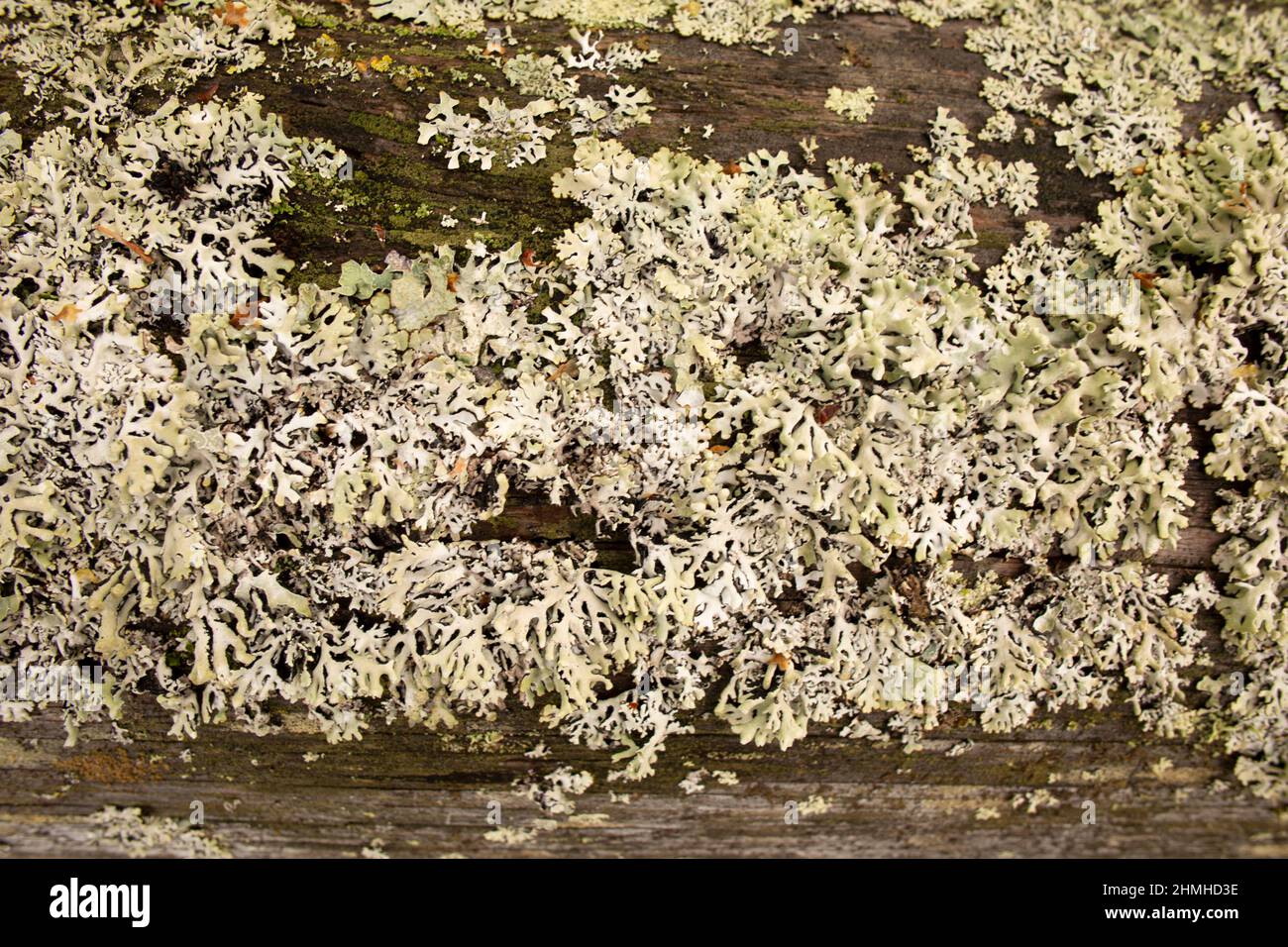 Primo piano di Lichen, natura astratta, Finlandia Foto Stock