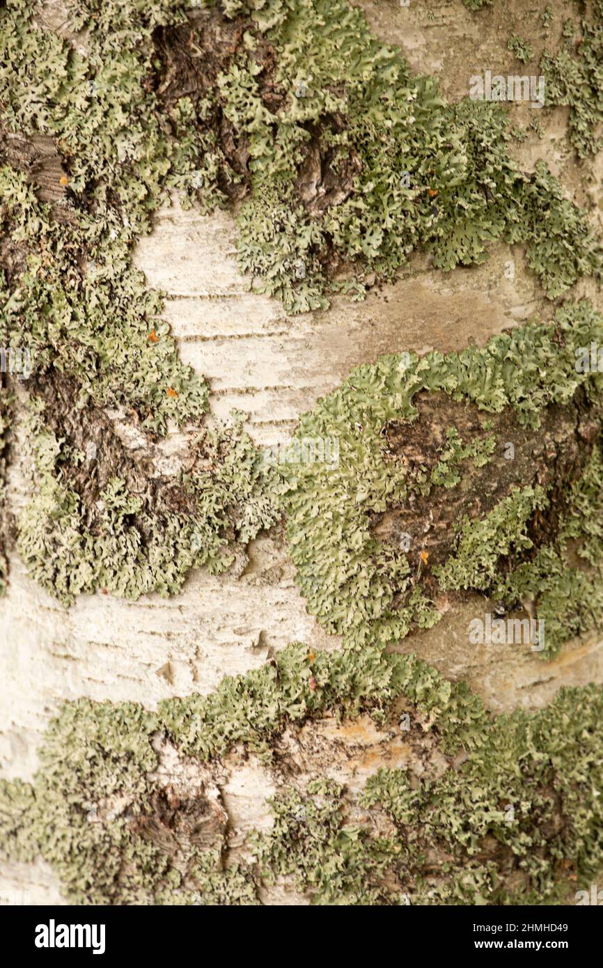 Primo piano di corteccia di betulla, tronco d'albero, natura, Finlandia Foto Stock
