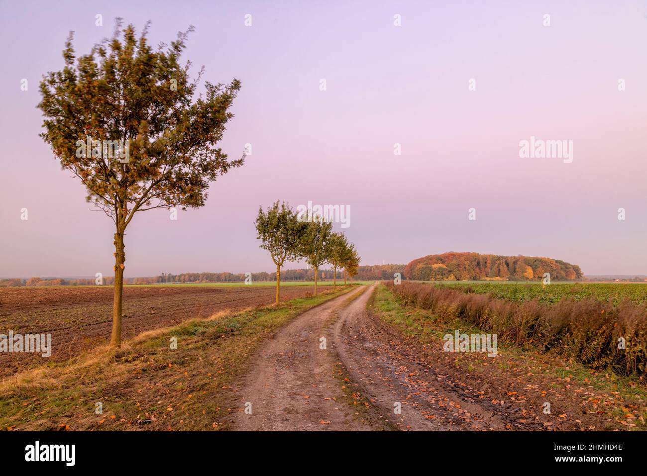 Strada sterrata nel mese di ottobre Foto Stock