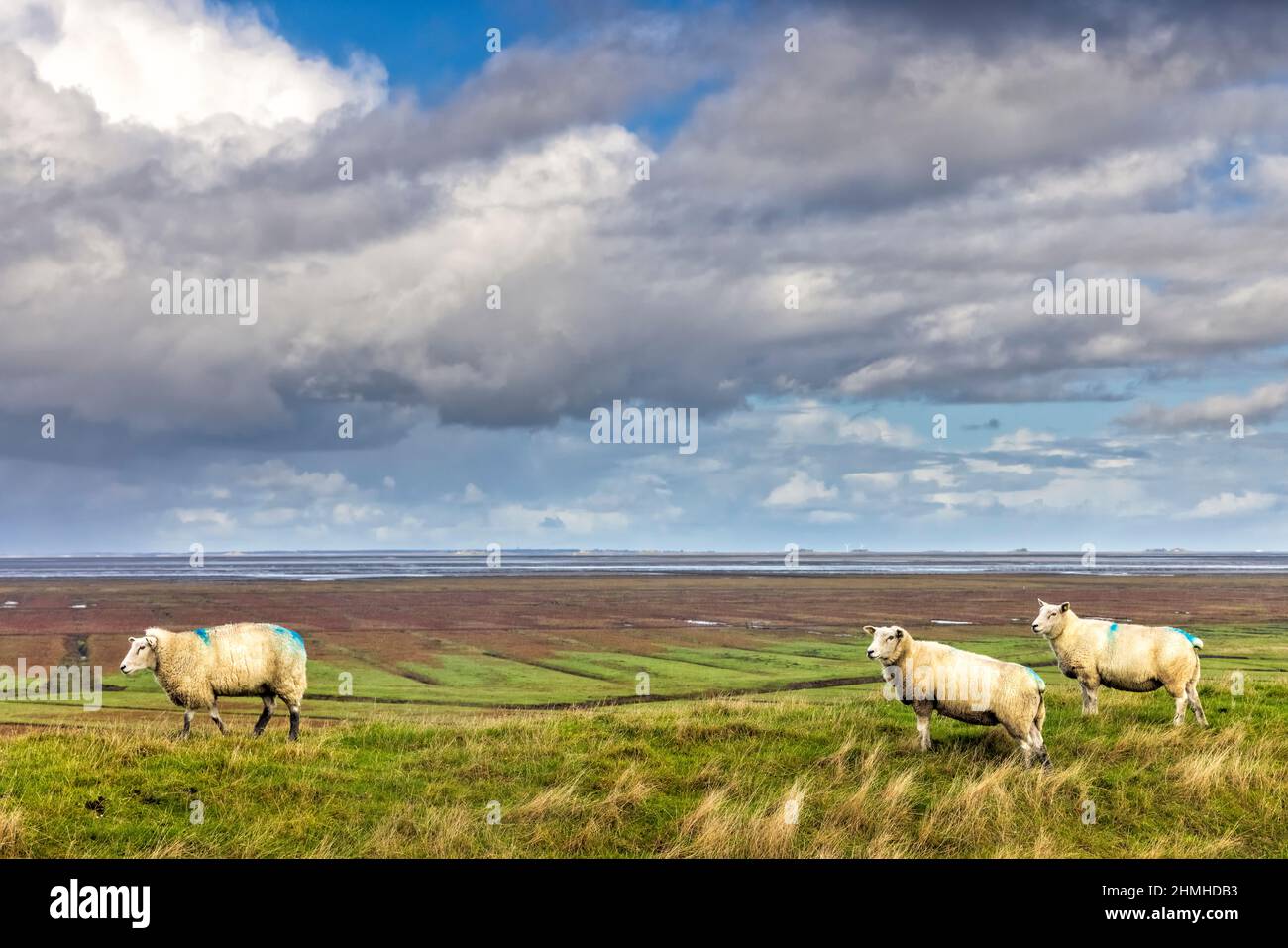 Tre pecore sulla diga sull'isola di Pellworm Foto Stock