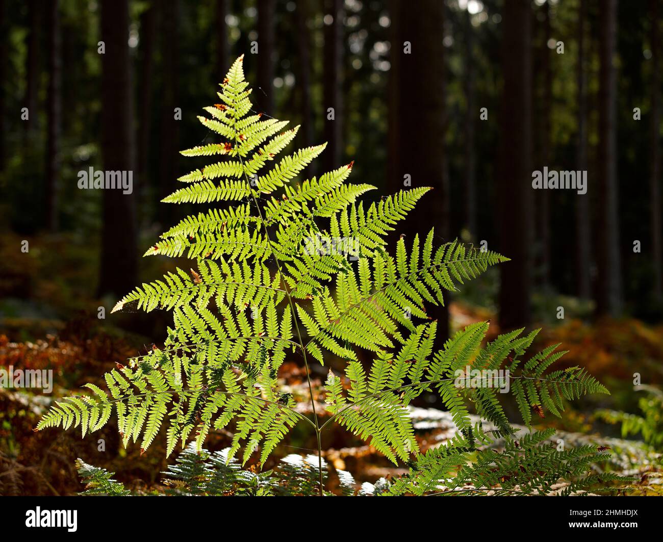 Felce verde alla luce del sole nella foresta Foto Stock