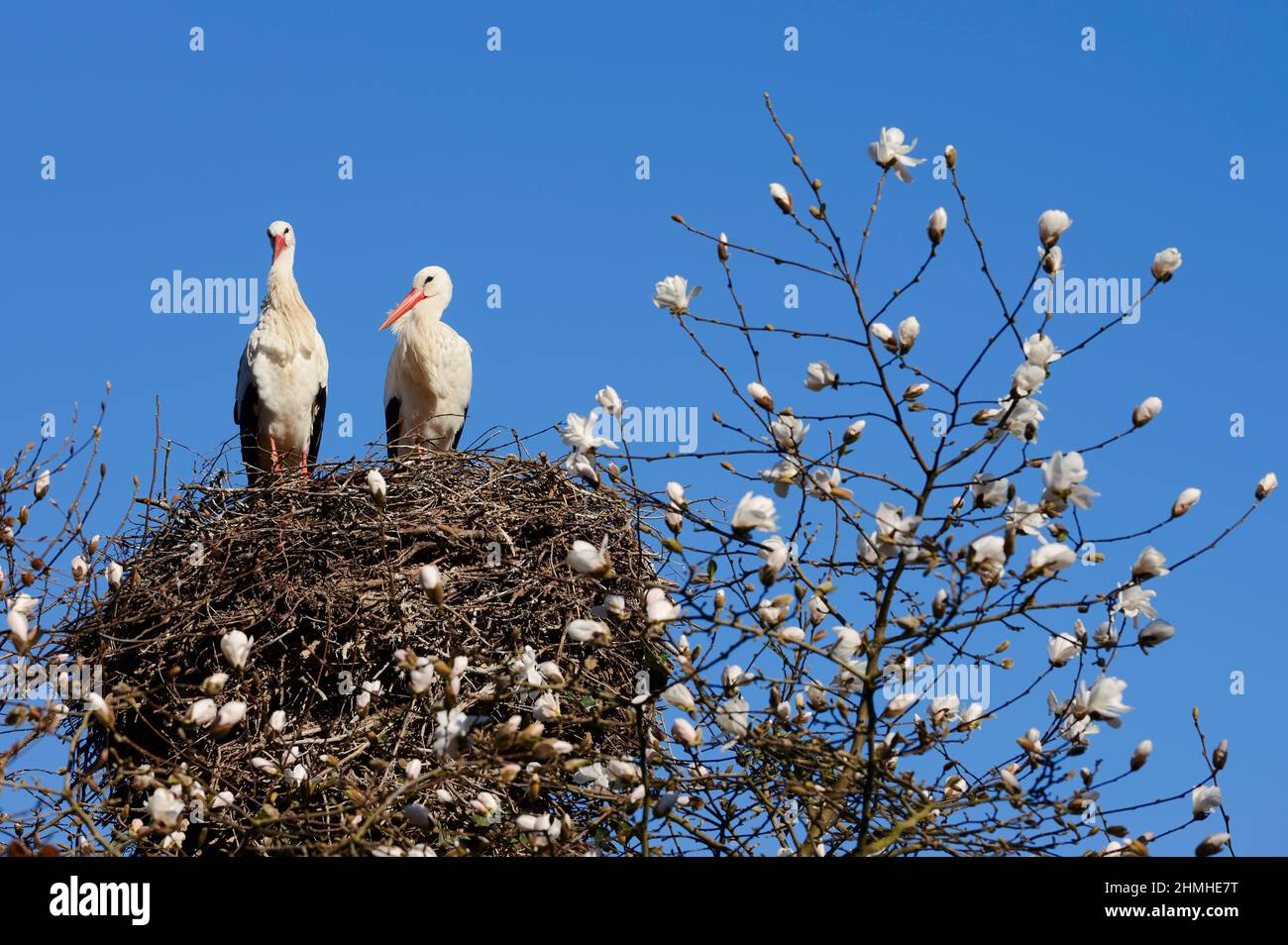 Cicogna bianca (Ciconia ciconia), coppia al nido, primavera, Renania settentrionale-Vestfalia, Germania Foto Stock
