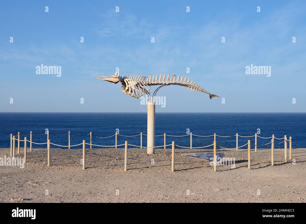 Scheletro della balena di Cuvier (Ziphius cavirostris), El Cotillo, Fuerteventura, Isole Canarie, Spagna Foto Stock