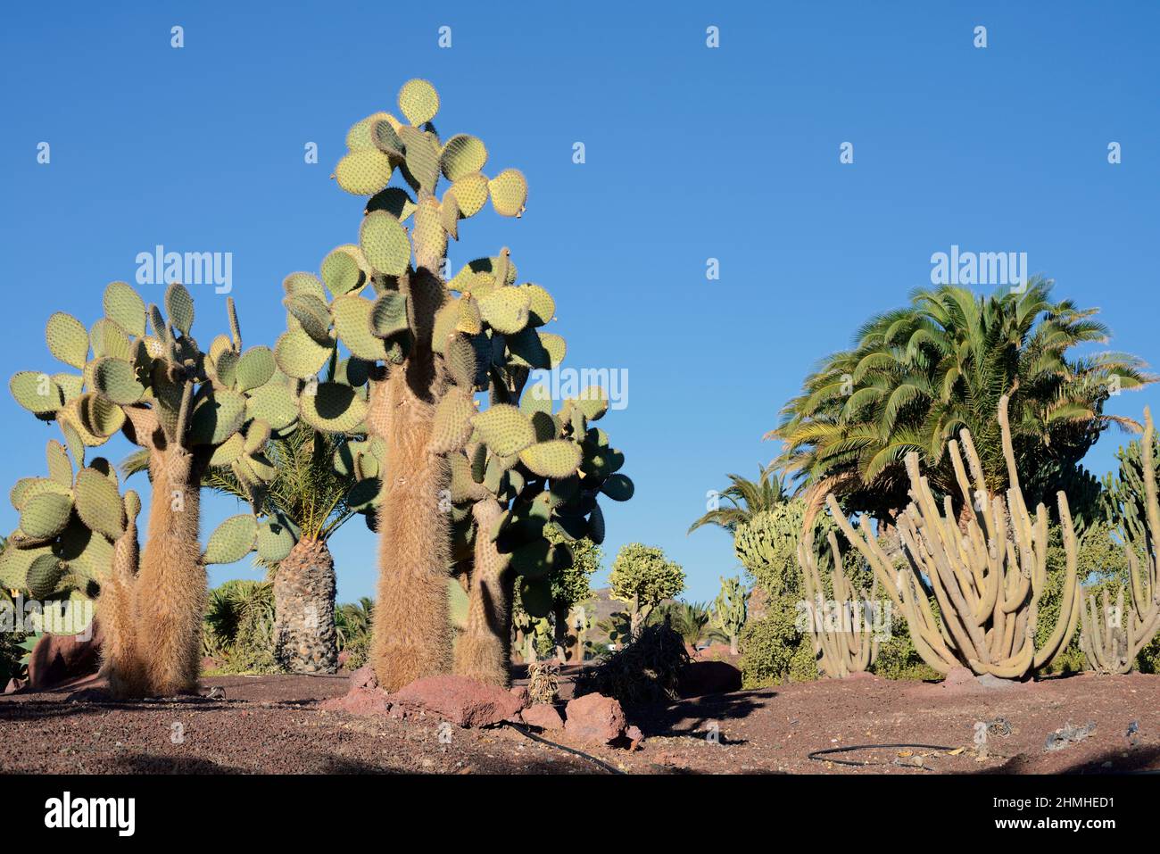 Galapagos Prickly Pero (Opuntia galapageia), cactus e palme in giardino, Fuerteventura, Isole Canarie, Spagna Foto Stock