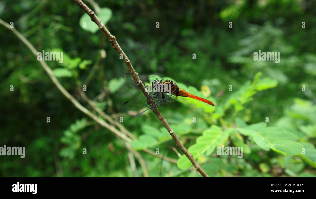 Primo piano di una libellula di coda arancione che poggia sulla parte superiore di un gambo Foto Stock