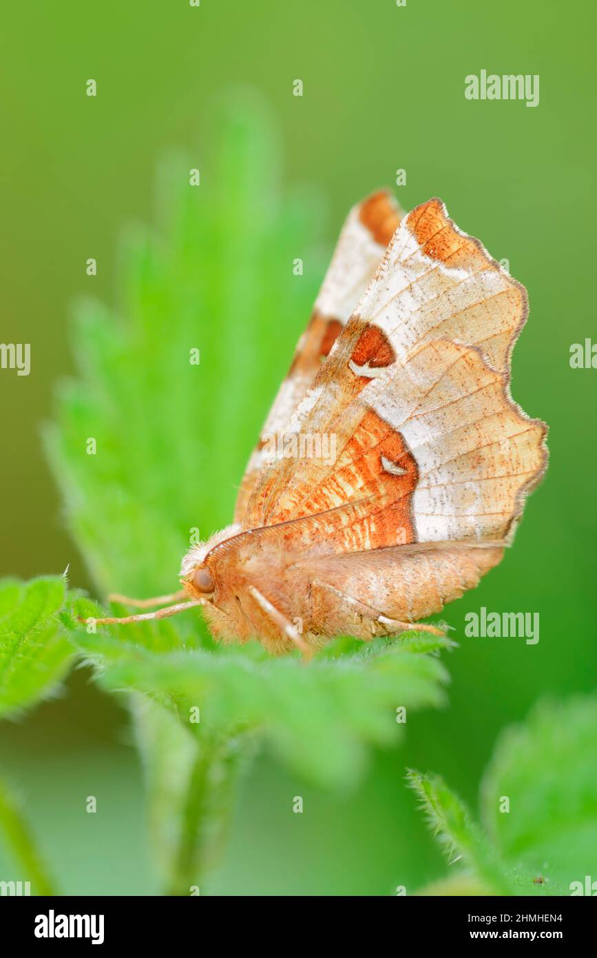 Spina viola (Selenia tetralunaria), Renania settentrionale-Vestfalia, Germania Foto Stock