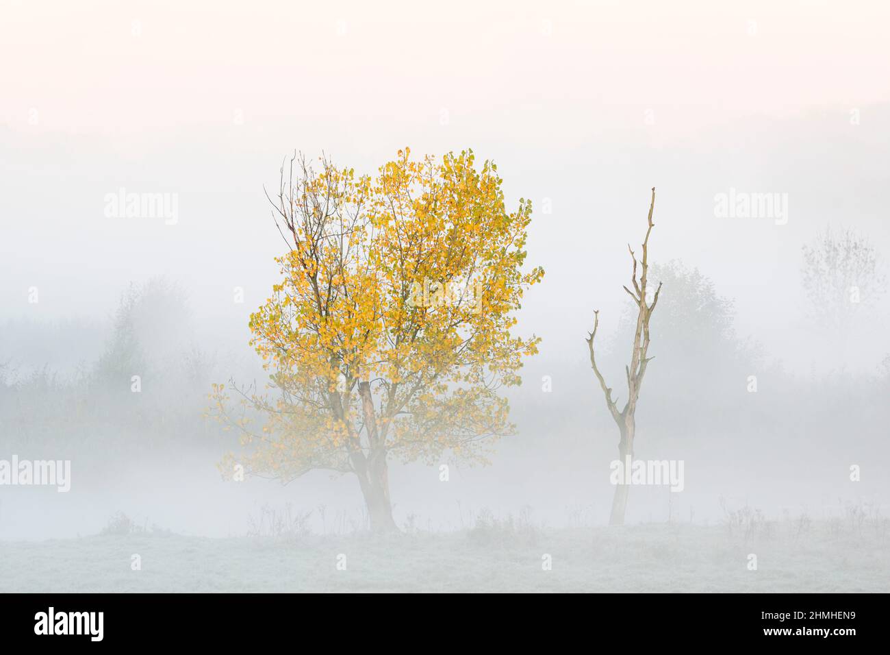 Pioppo canadese o pioppo canadese (Populus Ã—canadensis, Populus Ã—euramericana) in autunno, Renania settentrionale-Vestfalia, Germania Foto Stock