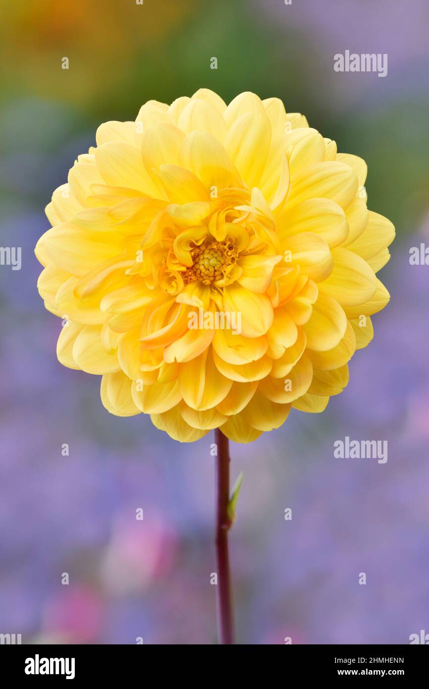 Dahlia (Dahlia spec.), fiore, giardino fiore Foto Stock