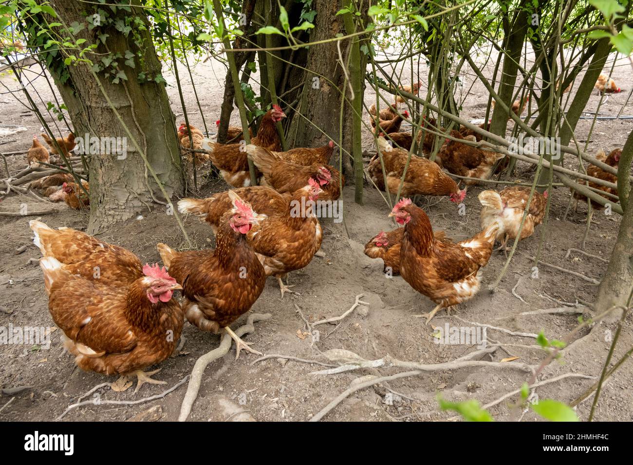 Polli in un ambiente naturale. Foto Stock