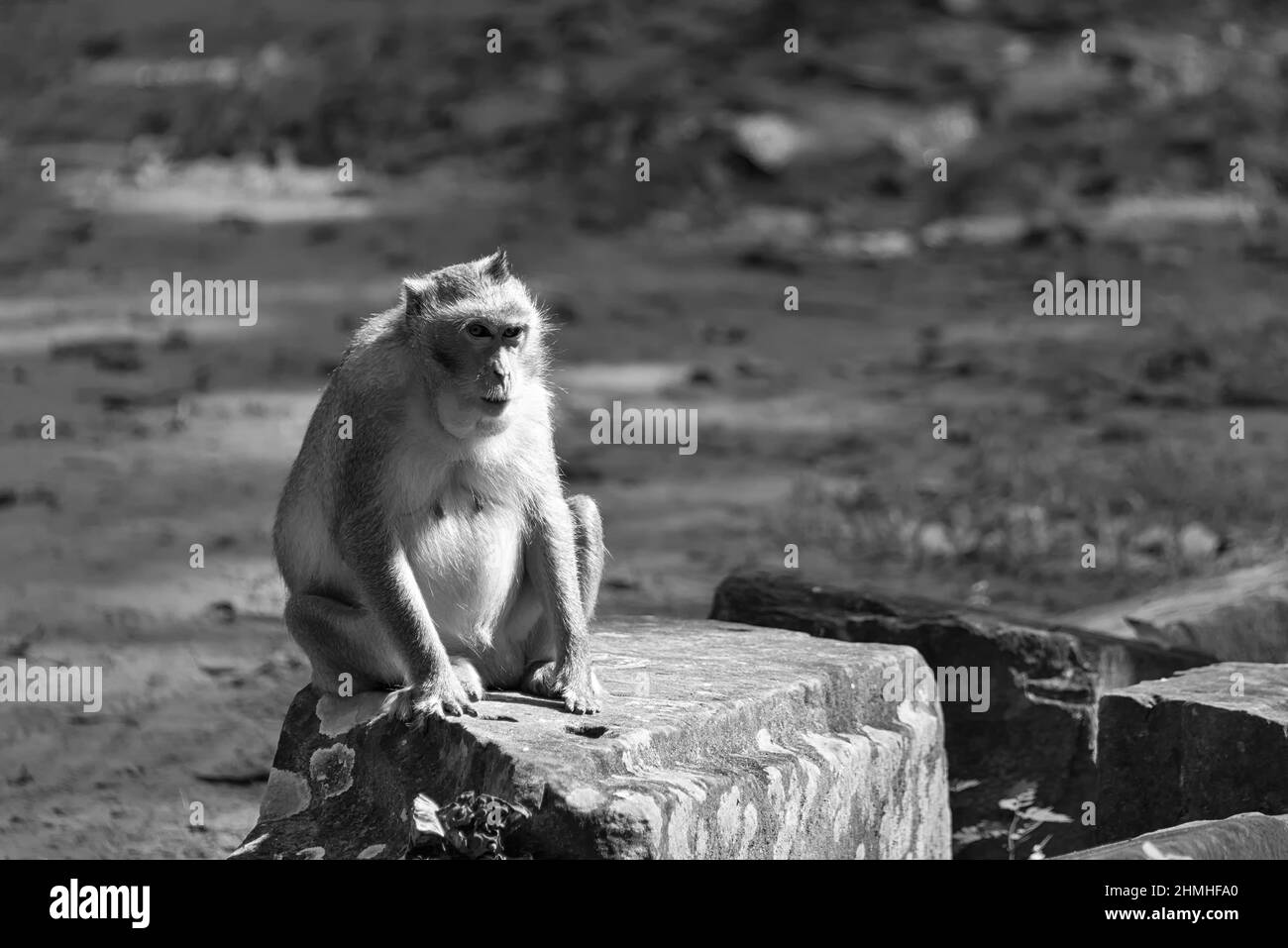 Macaco a coda lunga seduto su pietra Foto Stock
