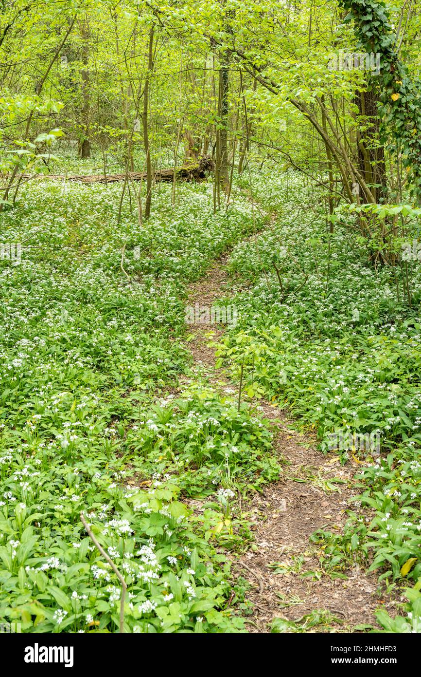 Foresta, sentiero, aglio selvatico fiorito (Allium ursinum), specie vegetali del genere Allium. Foto Stock